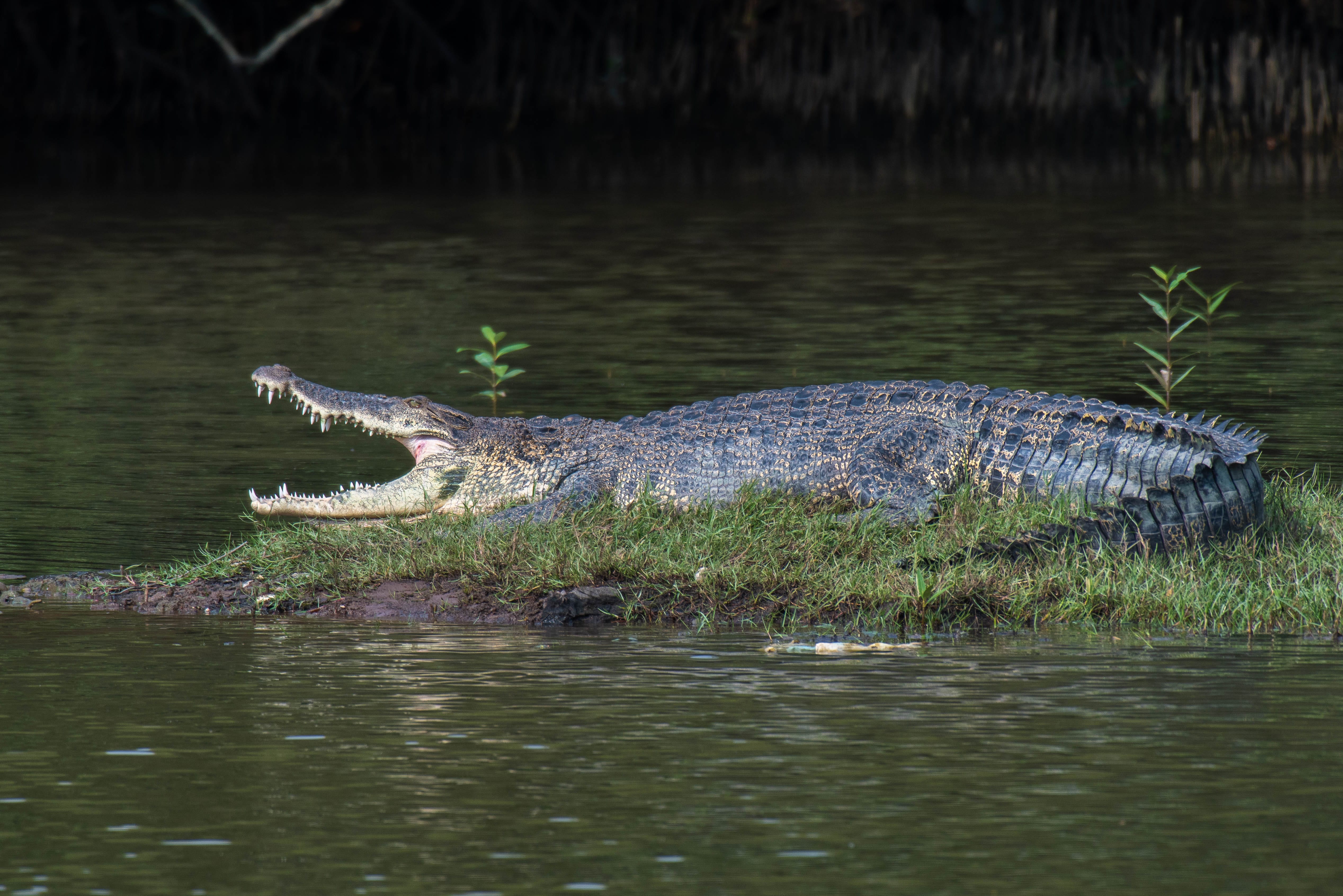 A photograph of an estuarine crocodile on land with its mouth open